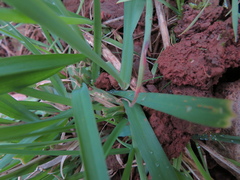 Phalaris canariensis