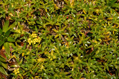 Valeriana aretioides