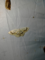 Cyclophora annularia