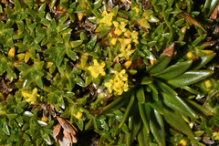 Valeriana aretioides