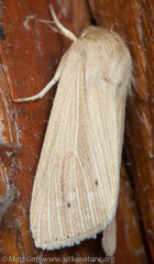 Mythimna oxygala