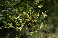 Styphnolobium japonicum