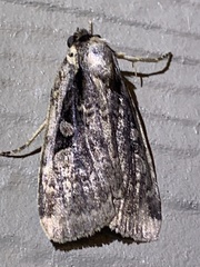 Eueretagrotis sigmoides