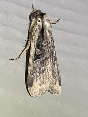 Eueretagrotis sigmoides