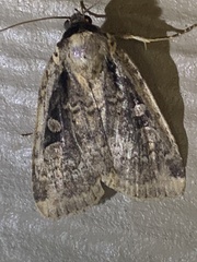 Eueretagrotis sigmoides