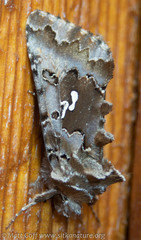 Autographa corusca