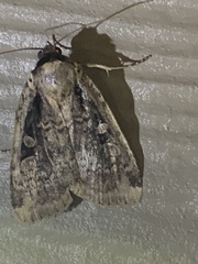 Eueretagrotis sigmoides