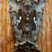 Autographa corusca - Photo (c) M. Goff, some rights reserved (CC BY-NC-SA), uploaded by M. Goff