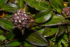 Valeriana adscendens
