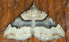 Xanthorhoe defensaria