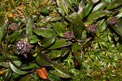 Valeriana adscendens