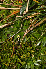 Lysipomia montioides