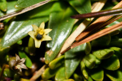 Lysipomia montioides