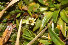 Lysipomia montioides