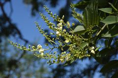 Styphnolobium japonicum