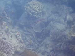 Lutjanus vitta