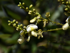 Styphnolobium japonicum