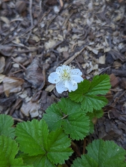 Rubus lasiococcus