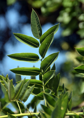 Styphnolobium japonicum