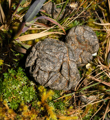 Odocoileus virginianus ustus
