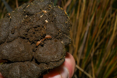 Odocoileus virginianus ustus