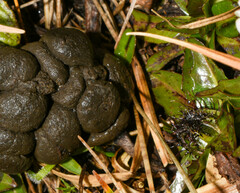 Odocoileus virginianus ustus