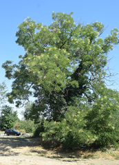 Styphnolobium japonicum