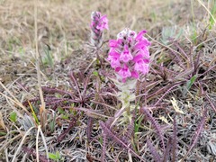 Pedicularis lanata