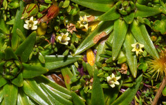 Lysipomia montioides