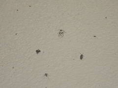 Emarginea percara