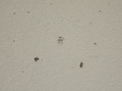 Emarginea percara