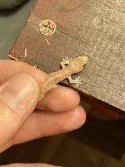 Hemidactylus turcicus