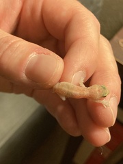 Hemidactylus turcicus