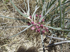 Asclepias brachystephana