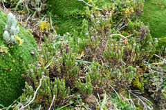 Valeriana microphylla