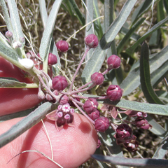 Asclepias brachystephana