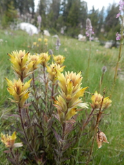 Castilleja peirsonii