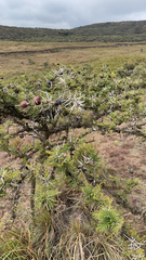 Vachellia drepanolobium