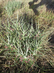 Asclepias brachystephana