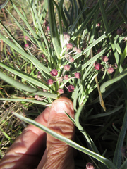 Asclepias brachystephana