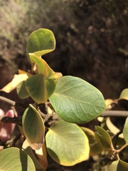 Styrax redivivus