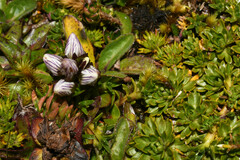 Gentianella nummulariifolia