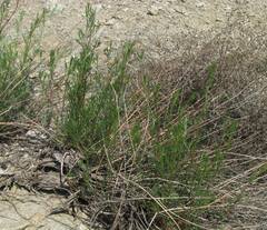 Artemisia marschalliana