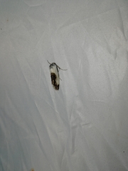 Acontia melanura