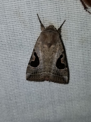 Hypotrix lunata