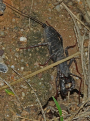 Mastigoproctus tohono