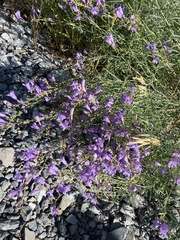 Penstemon sepalulus