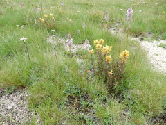 Castilleja peirsonii
