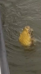 Chilomycterus schoepfii