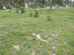 Castilleja peirsonii